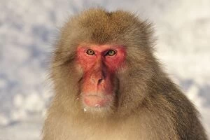 Images Dated 21st February 2008: Japanese Macaque / Snow Monkey in snow