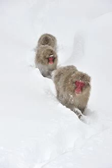 Images Dated 24th February 2008: Japanese Macaque / Snow Monkey in snow