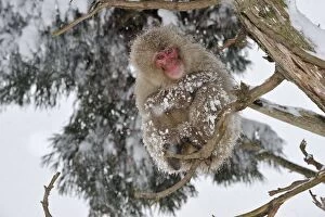Images Dated 24th February 2008: Japanese Macaque / Snow Monkey in snow