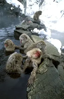 Steaming Prints: Japanese Macaque / Snow Monkey - Warming up in thermal pool - Joshinetsu Kogen National Park - Shiga Highlands - Honshu
