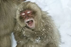 Japanese Macaque / Snow Monkey - young, yawning