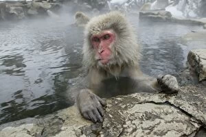 Japanese Macaque / Snow Monkeys