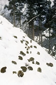 Images Dated 20th August 2009: Japanese Macaque - a troupe foraging on a snowy hillside  Joshinetsu Kogen National Park