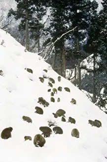 Japanese Macaque - a troupe foraging on a snowy hillside Joshinetsu Kogen National Park, Shiga Highlands, Honshu, Japan