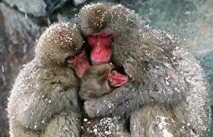 JAPANESE MACAQUE - x three huddling together in snow