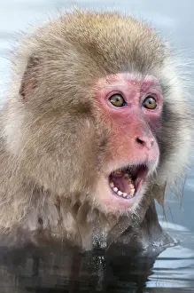 Japanese Macaque - young in pool with mouth and eyes wide open - Jigokudani Park - Japan