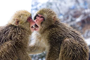 Biting Gallery: Two Japanese macaques (Macaca fuscata) or