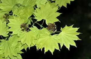 Maples Prints: Japanese Maple