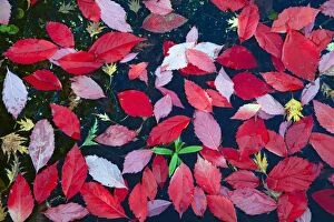 Japanese Maple - fallen leaves in garden pond in