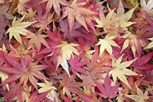 Images Dated 1st November 2009: Japanese Maple - leaves on ground - autumn