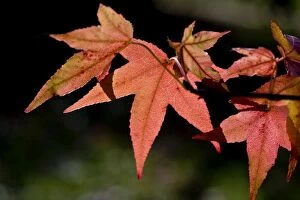 Images Dated 12th November 2008: Japanese maple leaves against the light - surviving into November