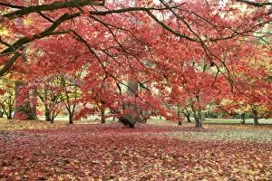 Images Dated 7th November 2008: Japanese maple in red autumn colours. Westonbirt Arboretum Tetbury UK