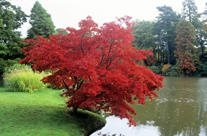 Images Dated 8th August 2006: Japanese Maple Sheffield Park, East Sussex, UK