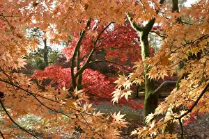Landscapes Prints: Japanese maple trees - colourful in autumn colours. Westonbirt Arboretum Tetbury UK