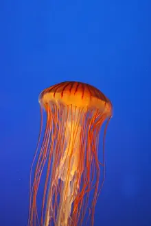 Japanese / Pacific Sea Nettle / Jellyfish. Vancouver Aquarium - Canada