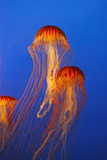 Japanese / Pacific Sea Nettle / Jellyfish. Vancouver Aquarium - Canada