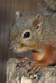 Images Dated 12th October 2010: Japanese Red Squirrel