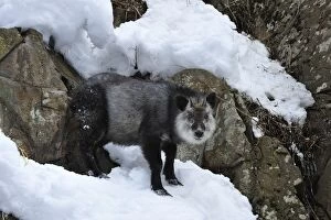Images Dated 22nd February 2008: Japanese Serow in snow