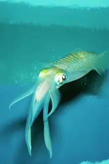 Mollusc Prints: Japanese Squid PM 9575 Sepioteuthis lessoniana © P. Morris / ARDEA LONDON