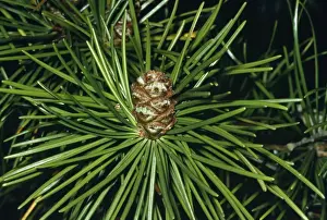 Cones Prints: Japanese Umbrella Pine