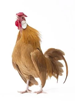 Java Chicken Cockerel / Rooster