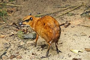 Images Dated 15th November 2007: Java Mouse-deer - Malaysia