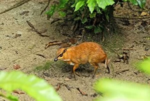Java Mouse-deer (Tragulus javanicus)