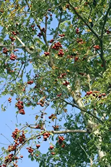 Java Olive Family Sterculiaceae
