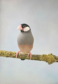 Java Sparrow - front view, captive, wild in Java, Bali and introduced into the tropic