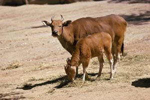 Images Dated 19th February 2007: Javan Banteng - with calf