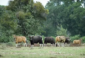Javan Banteng - group Indonesia