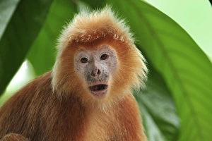 Javan lutung / Ebony langur - portrait - yellowish orange color form Javan lutung / Ebony langur - portrait - yellowish orange color form