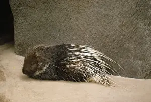 Javan Porcupine