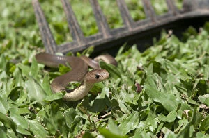Javan Spitting Cobra Snake - on grass by rake