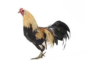 Roosters Gallery: Javanais Chicken Cockerel / Rooster