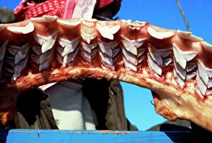 Jaw of a 4 metre tiger shark, replaceable teeth in 9 rows