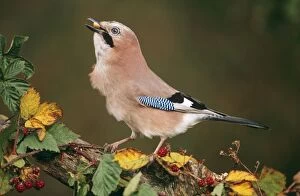 Images Dated 21st June 2005: Jay - with acorn in beak