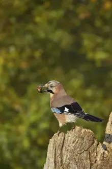 Acorns Prints: Jay - With Acorn Lea Valley Park, Herts, UK BI006751