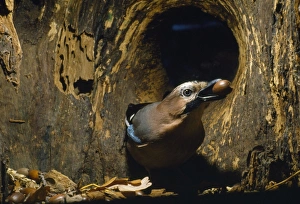 Jay - With Acorn