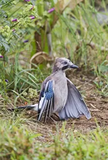 Intelligence Prints: Jay - ant bathing - Bedfordshire UK 11005