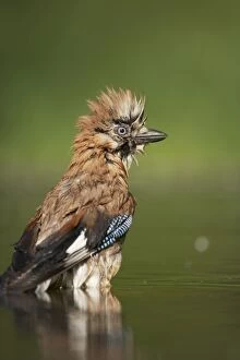 Jay - Bathing at forest pool