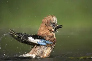 Jays Prints: Jay - Bathing at forest pool Garrulus glandarius Hungary BI016100