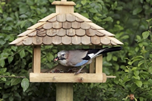 Corvids Gallery: Jay - at bird feeding station in garden