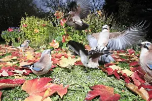 Jays Prints: Jay - birds in garden squabbling over food, autumn, Lower Saxony, Germany