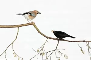 Jay - With Blackbird (Turdus merula) in dispute on branch, winter