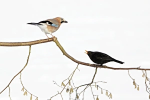 Jay - With Blackbird (Turdus merula) in dispute on branch, winter Jay - With Blackbird (Turdus merula) in dispute on branch, winter
