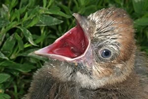 Jay - chick, with beak open