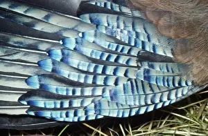 Jays Prints: Jay - feathers on wing
