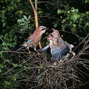 JAY - feeding young in nest