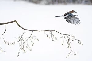 jay - in flight over hazelnut branch
